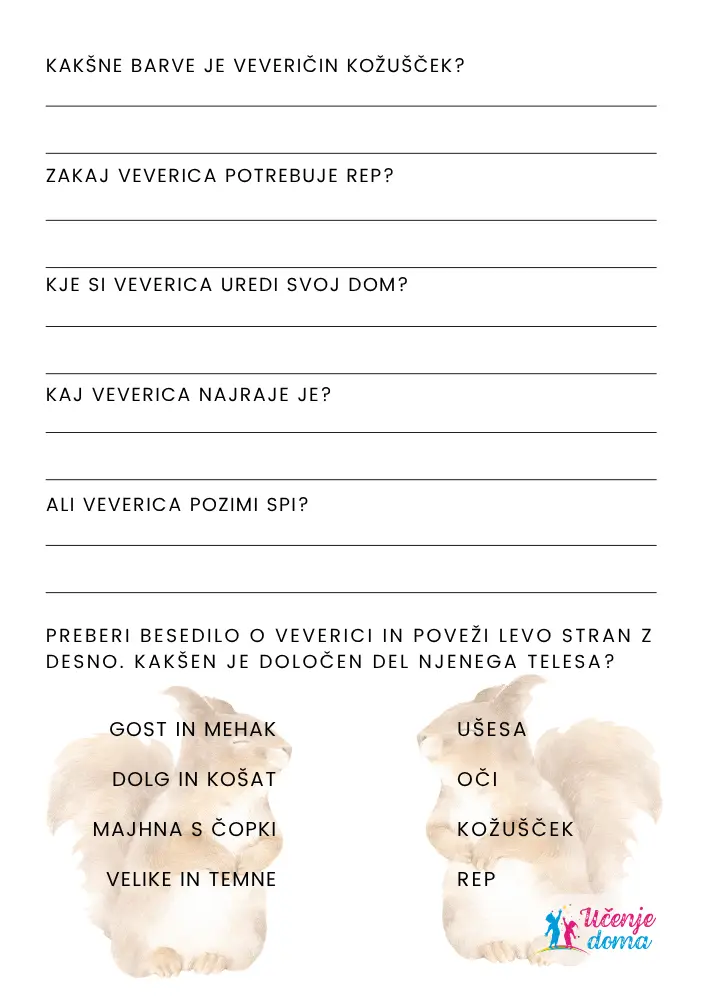 Opis Zivali Veverica 13