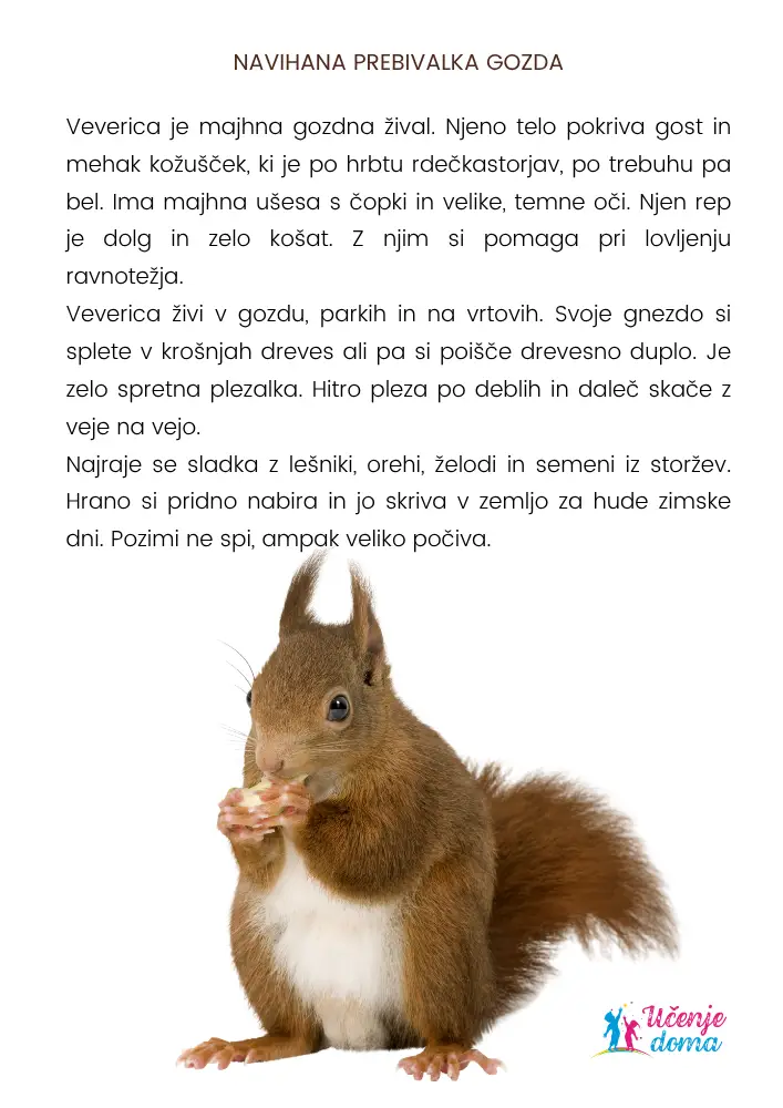 Opis Zivali Veverica 4