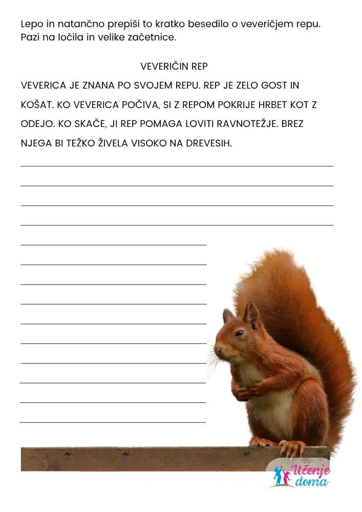 Opis Zivali Veverica 8